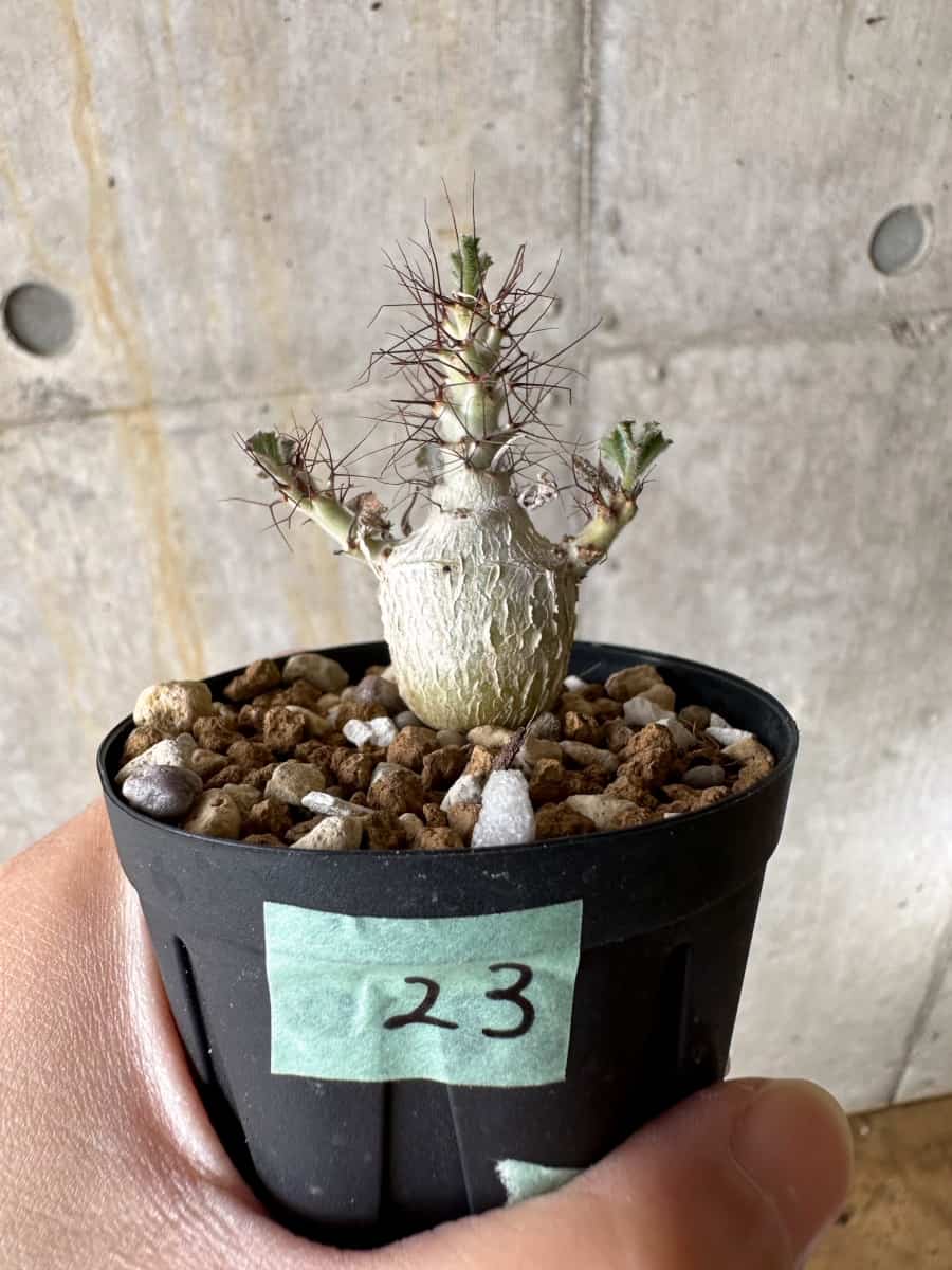 現品限り】ヤトロファ・マルギナータ【C23】 Jatropha marginata 塊根