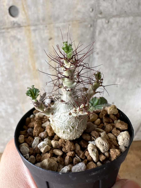 【現品限り】ヤトロファ・マルギナータ【C23】 Jatropha marginata