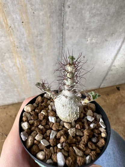 【現品限り】ヤトロファ・マルギナータ【C23】 Jatropha marginata