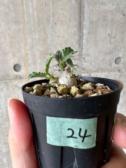 【現品限り】ヤトロファ・マルギナータ【C24】 Jatropha marginata