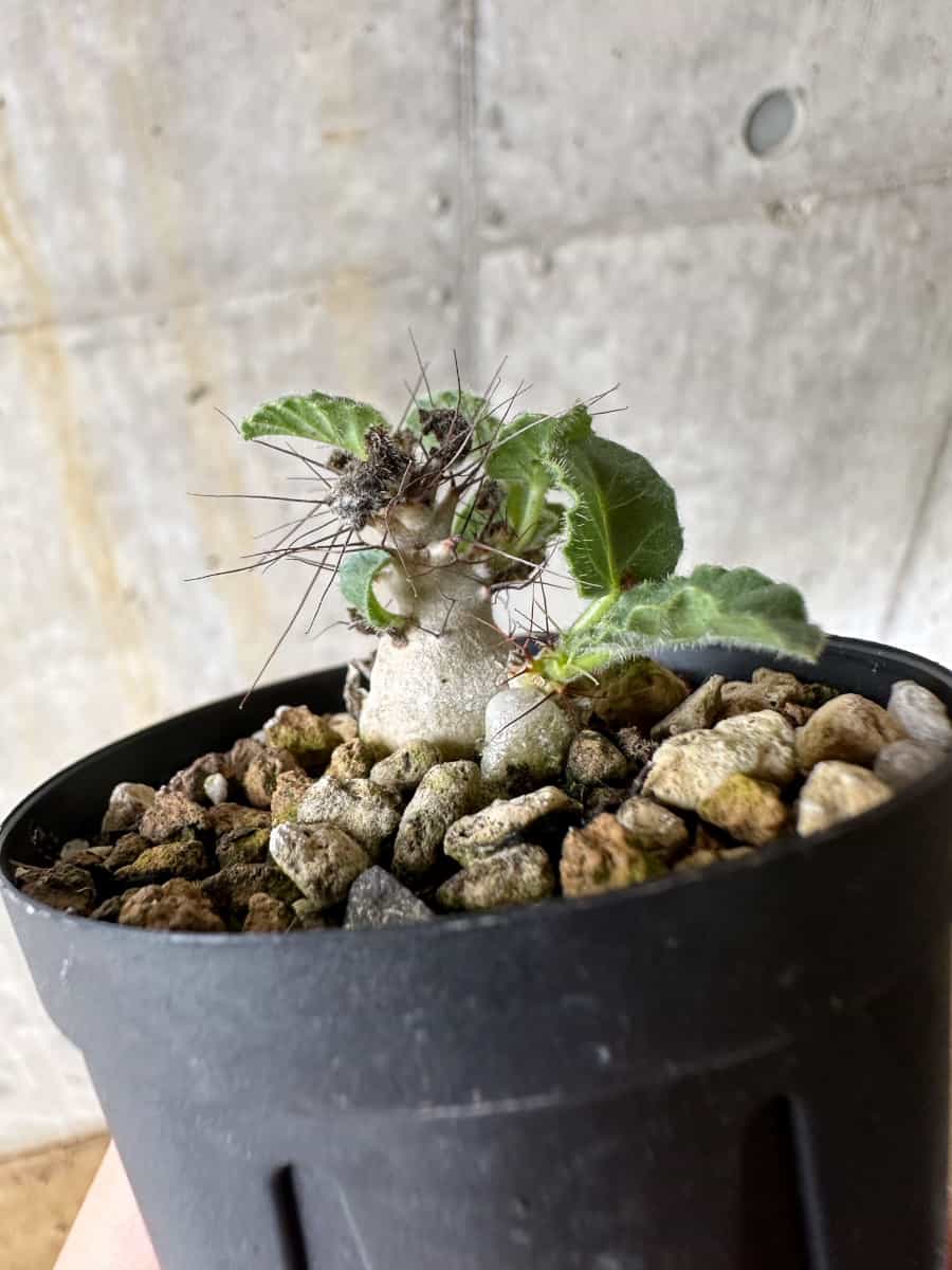 【現品限り】ヤトロファ・マルギナータ【C24】 Jatropha marginata