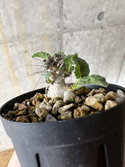 【現品限り】ヤトロファ・マルギナータ【C24】 Jatropha marginata