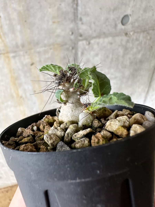 【現品限り】ヤトロファ・マルギナータ【C24】 Jatropha marginata