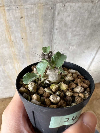 【現品限り】ヤトロファ・マルギナータ【C24】 Jatropha marginata