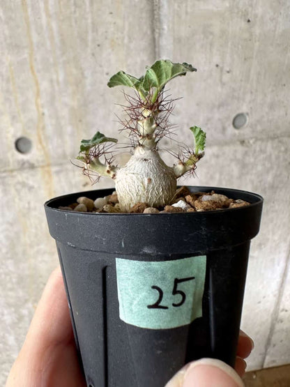 【現品限り】ヤトロファ・マルギナータ【C25】 Jatropha marginata