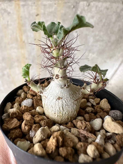 【現品限り】ヤトロファ・マルギナータ【C25】 Jatropha marginata