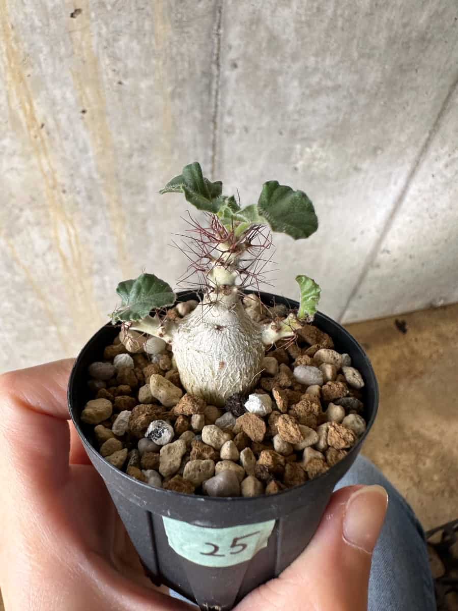 【現品限り】ヤトロファ・マルギナータ【C25】 Jatropha marginata