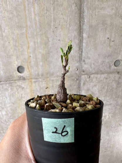 【現品限り】センナ・メリディオナリス 実生【C26】 Senna meridionalis