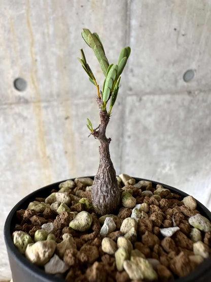 【現品限り】センナ・メリディオナリス 実生【C26】 Senna meridionalis