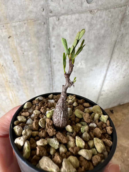 【現品限り】センナ・メリディオナリス 実生【C26】 Senna meridionalis