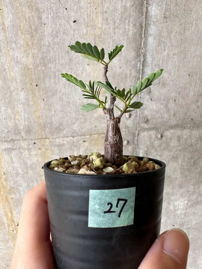 【現品限り】センナ・メリディオナリス 実生【C27】 Senna meridionalis