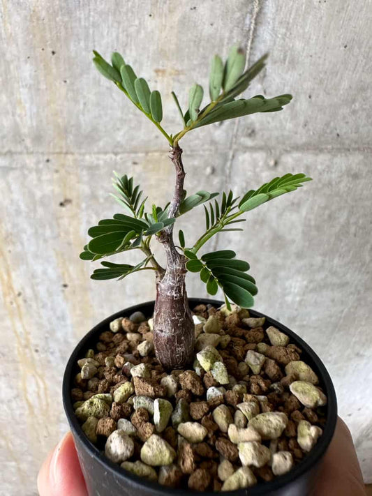 【現品限り】センナ・メリディオナリス 実生【C27】 Senna meridionalis