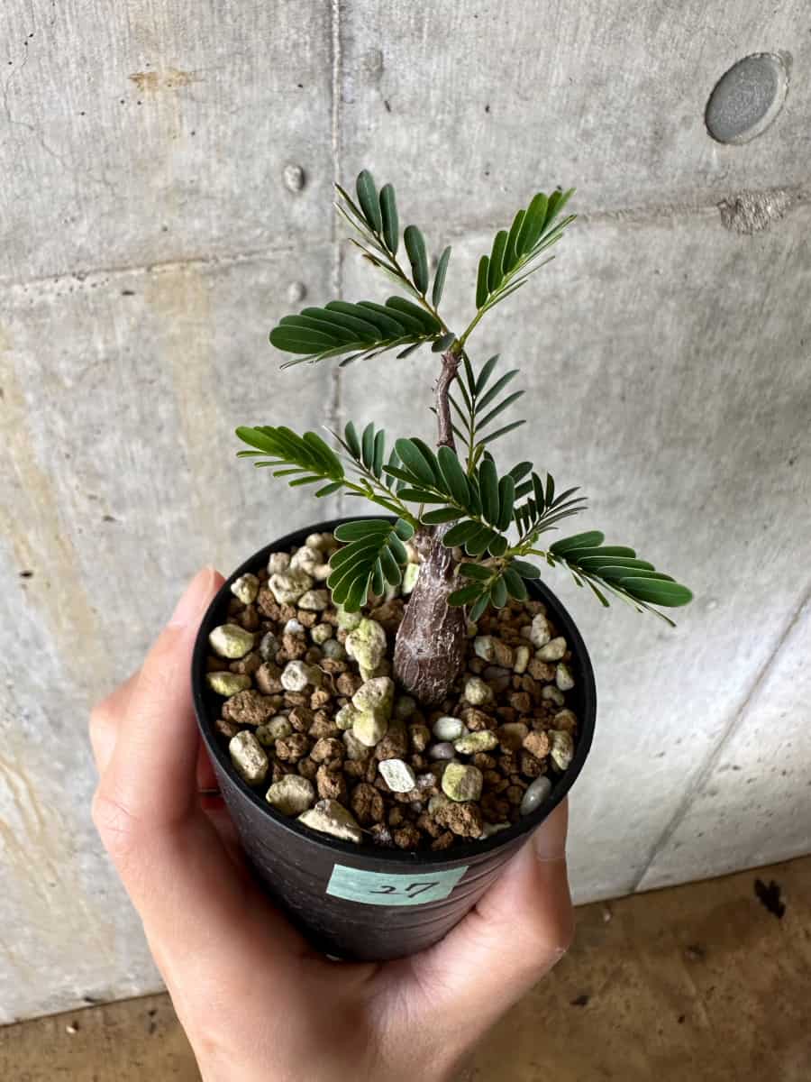 【現品限り】センナ・メリディオナリス 実生【C27】 Senna meridionalis