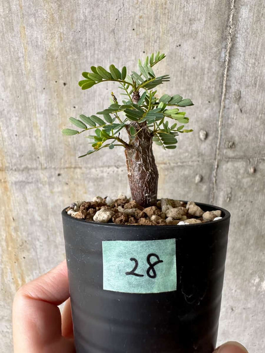 【現品限り】センナ・メリディオナリス 実生【C28】 Senna meridionalis