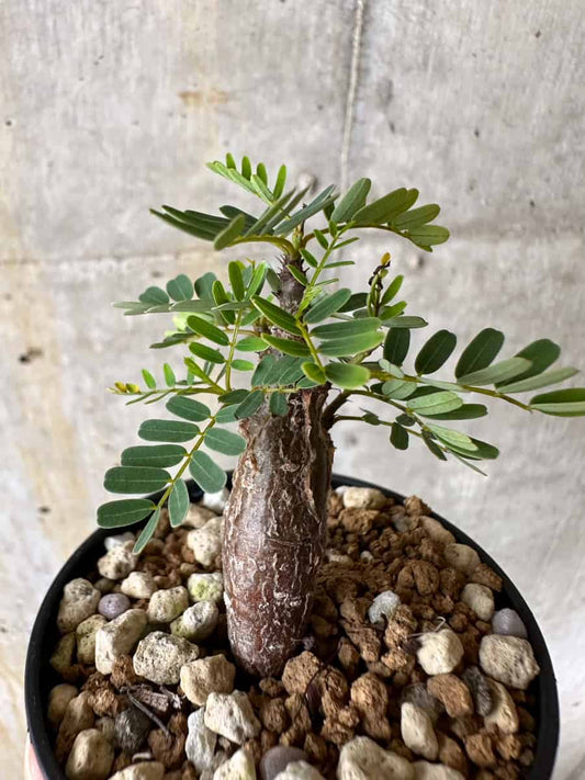 【現品限り】センナ・メリディオナリス 実生【C28】 Senna meridionalis