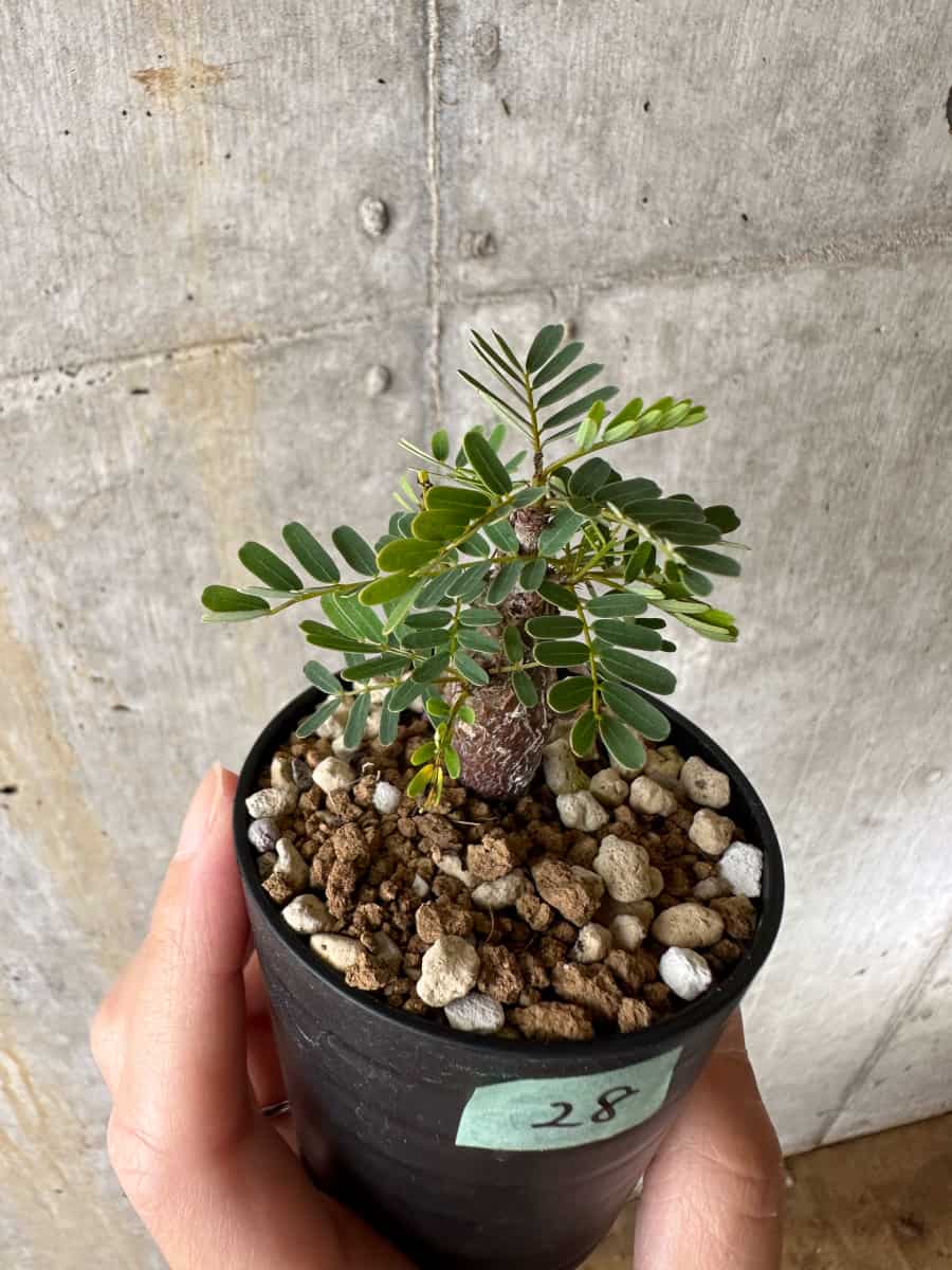 【現品限り】センナ・メリディオナリス 実生【C28】 Senna meridionalis