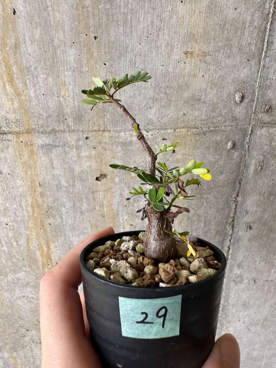 【現品限り】センナ・メリディオナリス 実生【C29】 Senna meridionalis