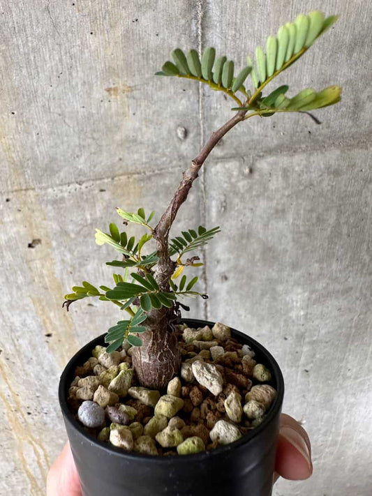 【現品限り】センナ・メリディオナリス 実生【C29】 Senna meridionalis