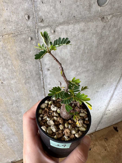 【現品限り】センナ・メリディオナリス 実生【C29】 Senna meridionalis