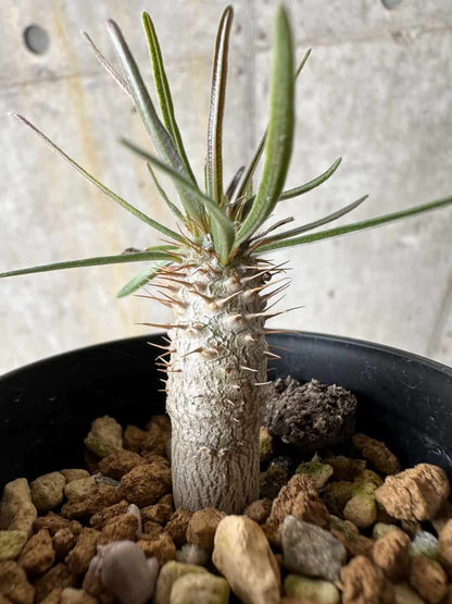 【現品限り】パキポディウム・グラキリス【C2】 Pachypodium gracilius