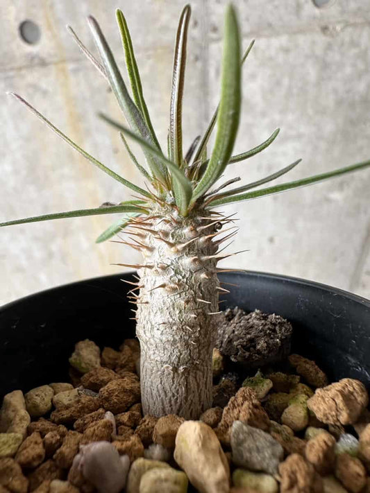 【現品限り】パキポディウム・グラキリス【C2】 Pachypodium gracilius