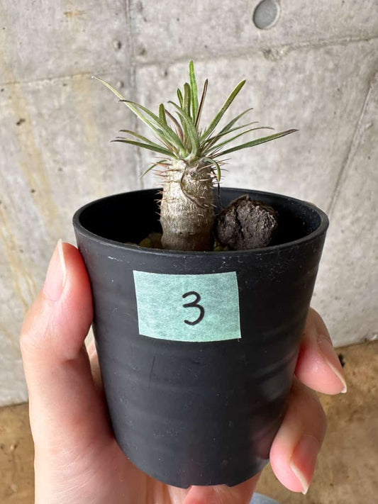 【現品限り】パキポディウム・グラキリス【C3】 Pachypodium gracilius