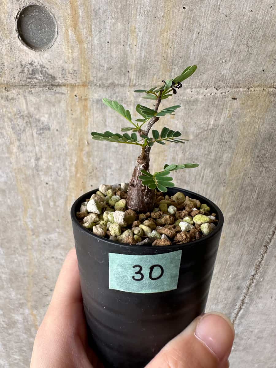 【現品限り】センナ・メリディオナリス 実生【C30】 Senna meridionalis