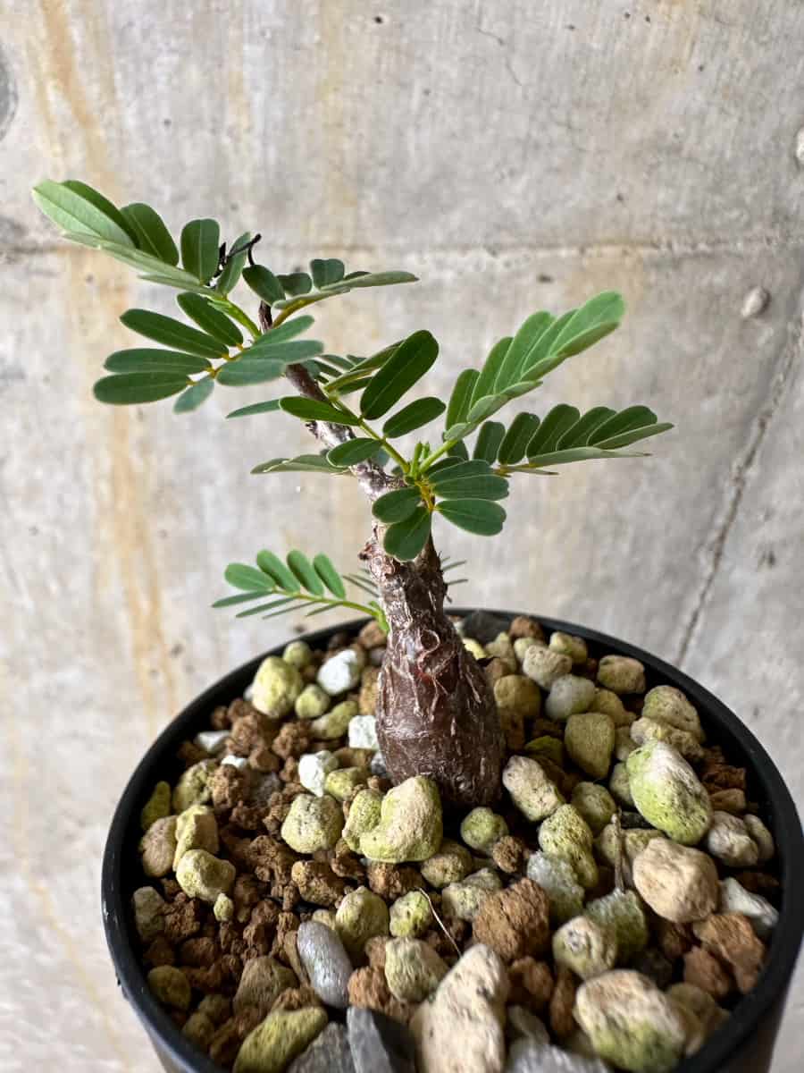 【現品限り】センナ・メリディオナリス 実生【C30】 Senna meridionalis