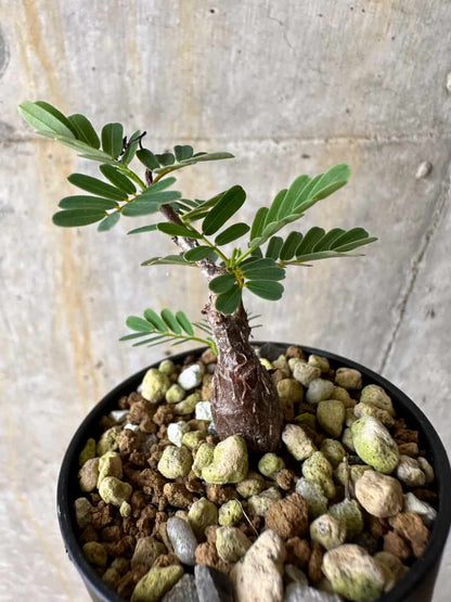 【現品限り】センナ・メリディオナリス 実生【C30】 Senna meridionalis