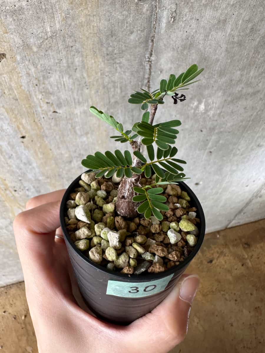 【現品限り】センナ・メリディオナリス 実生【C30】 Senna meridionalis