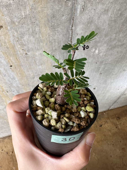 【現品限り】センナ・メリディオナリス 実生【C30】 Senna meridionalis