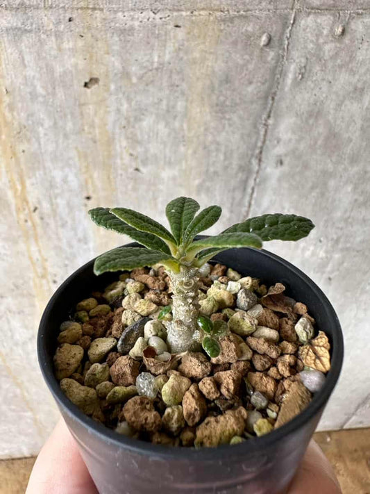 【現品限り】ドルステニア・ギガス 実生【C31】 Dorstenia gigas