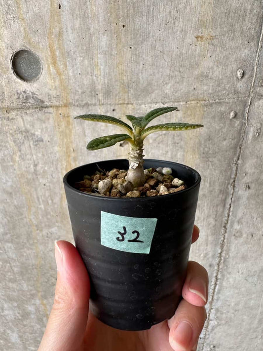 【現品限り】ドルステニア・ギガス 実生【C32】 Dorstenia gigas