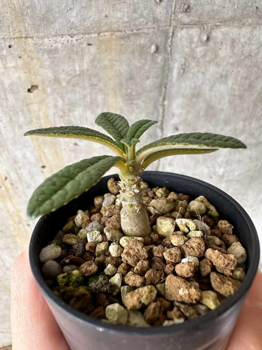 【現品限り】ドルステニア・ギガス 実生【C32】 Dorstenia gigas