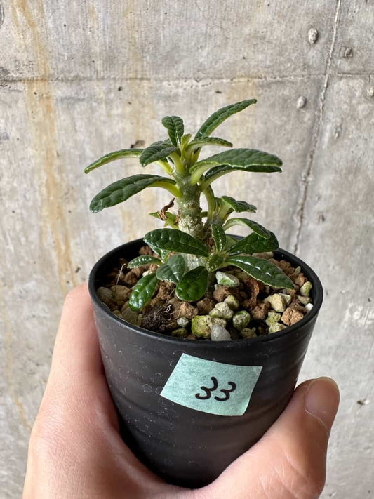 【現品限り】ドルステニア・ギガス 実生【C33】 Dorstenia gigas
