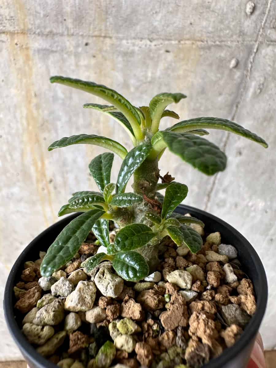 【現品限り】ドルステニア・ギガス 実生【C33】 Dorstenia gigas