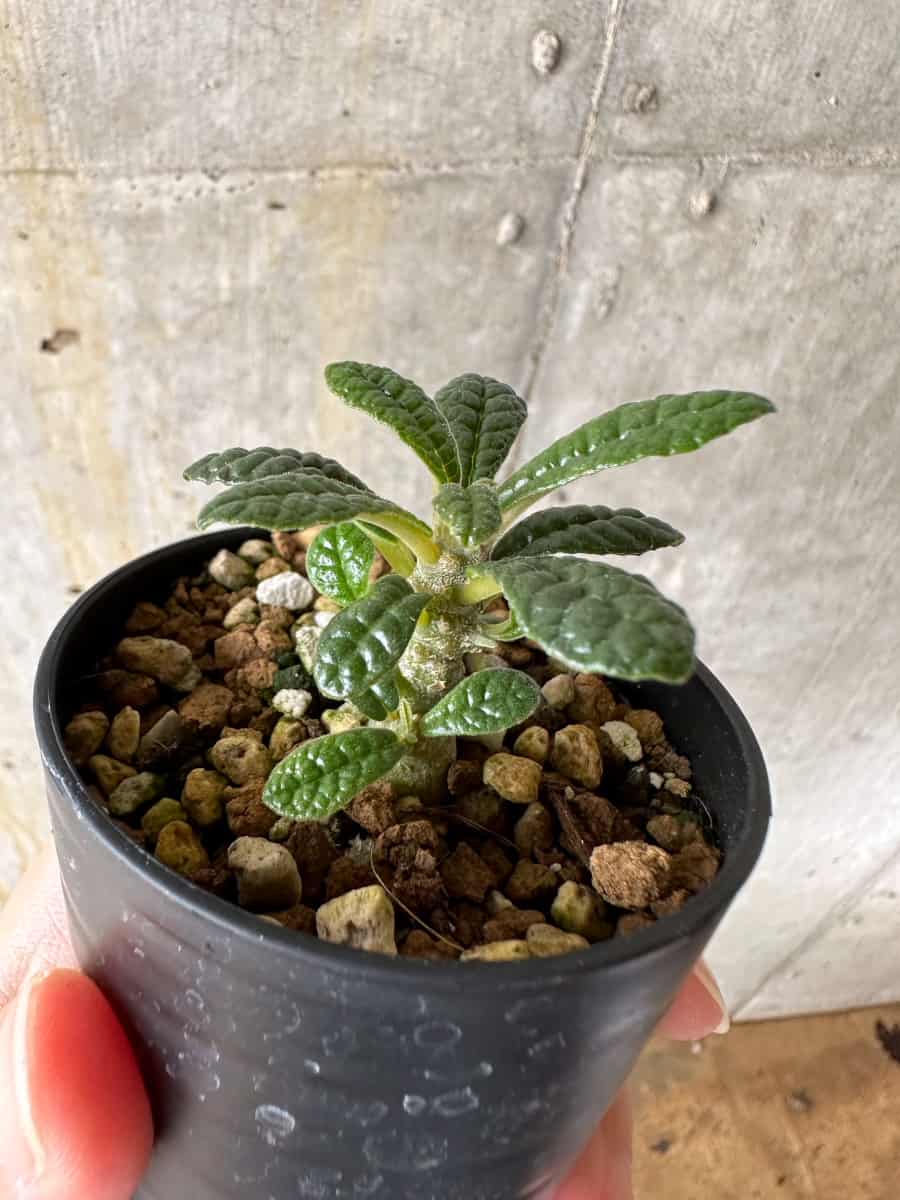 現品限り】ドルステニア・ギガス 実生【C34】 Dorstenia gigas 塊根