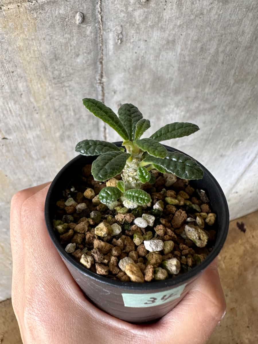 現品限り】ドルステニア・ギガス 実生【C34】 Dorstenia gigas 塊根