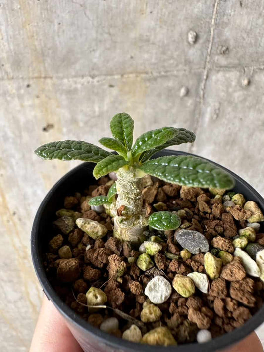 【現品限り】ドルステニア・ギガス 実生【C35】 Dorstenia gigas