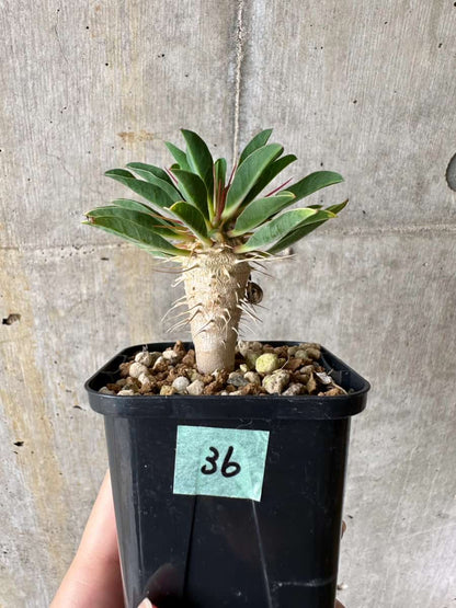 【現品限り】ユーフォルビア・ギラウミニアナ【C36】 Euphorbia guillauminiana