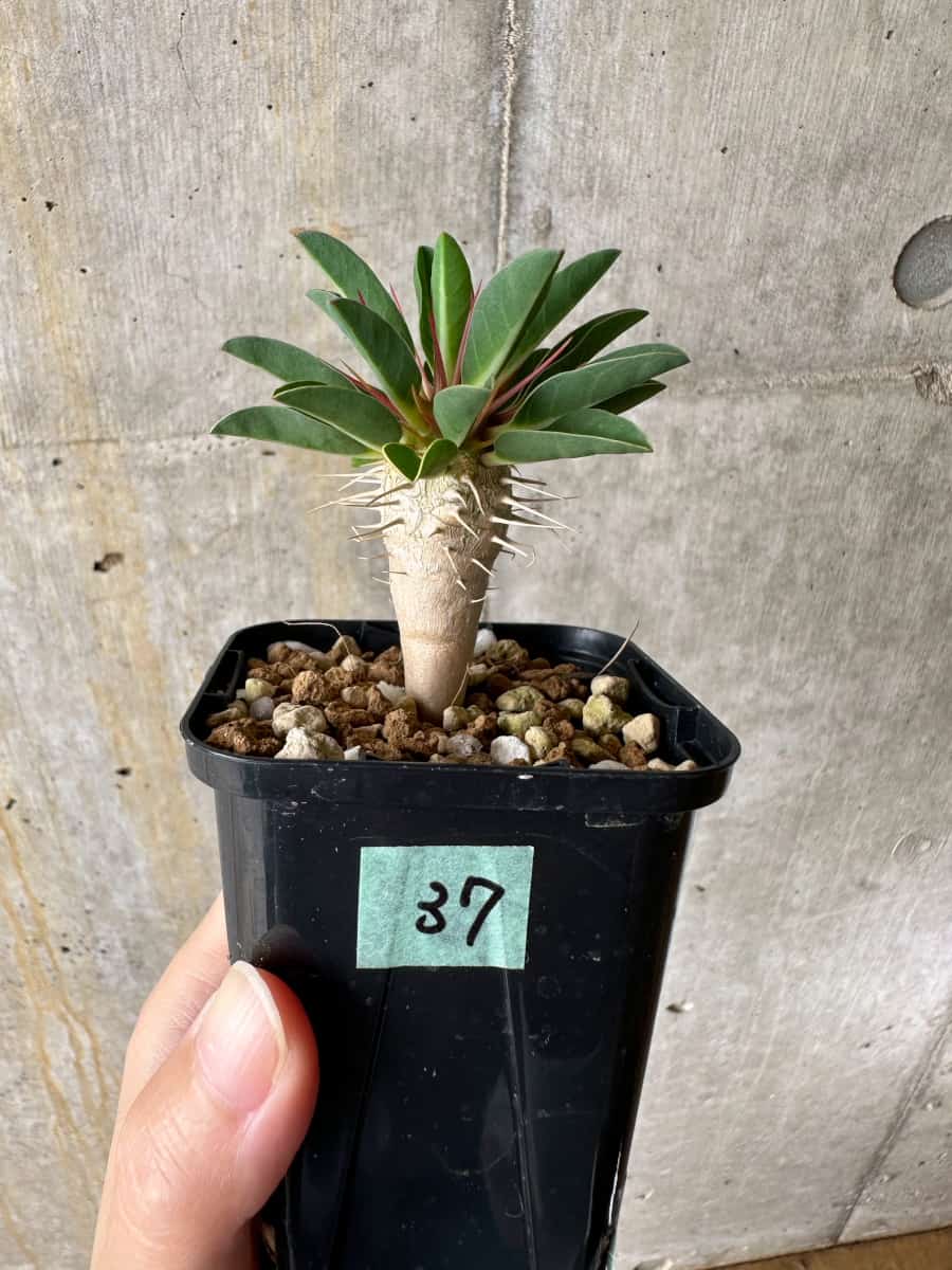 【現品限り】ユーフォルビア・ギラウミニアナ【C37】 Euphorbia guillauminiana