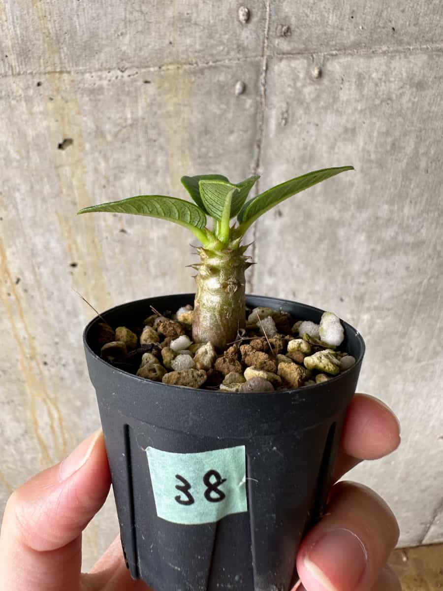 【現品限り】パキポディウム・ウィンゾリー 実生【C38】 Pachypodium windsorii