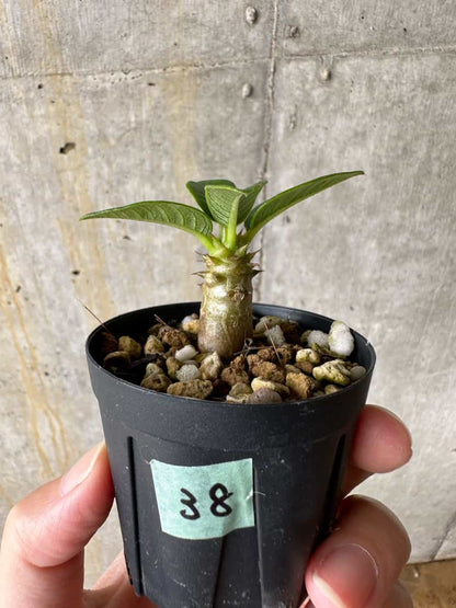 【現品限り】パキポディウム・ウィンゾリー 実生【C38】 Pachypodium windsorii