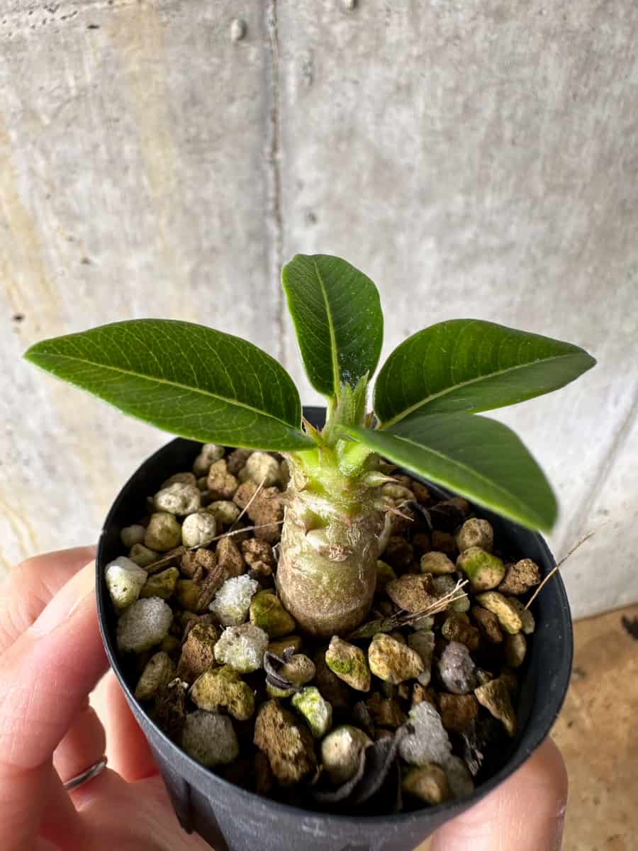 【現品限り】パキポディウム・ウィンゾリー 実生【C38】 Pachypodium windsorii