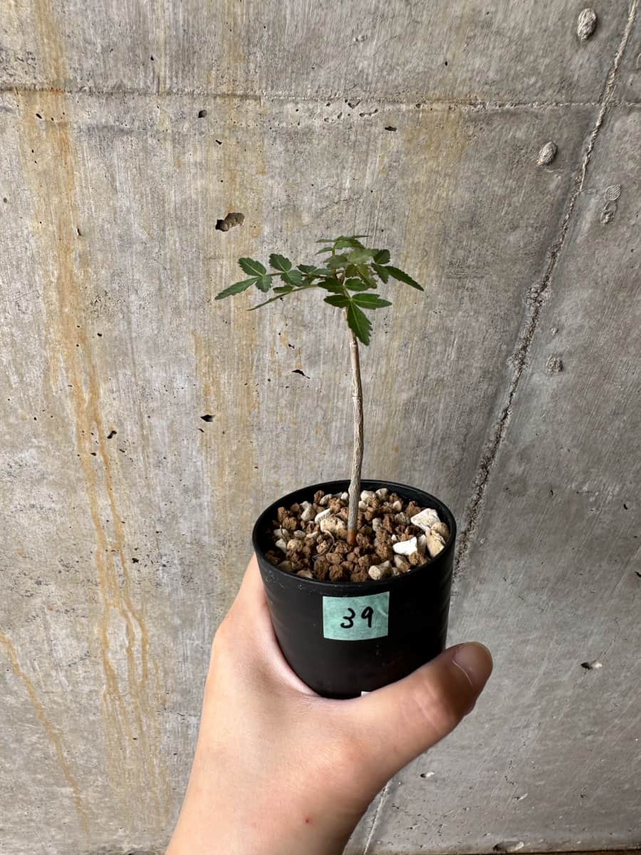 ブルセラ(Bursera) – プラントブラザーズ