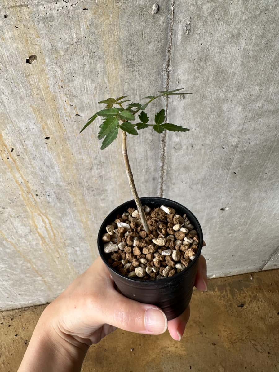 【現品限り】ブルセラ・ファガロイデス【C39】 Bursera fagaroides