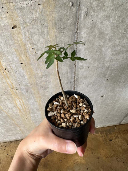 【現品限り】ブルセラ・ファガロイデス【C39】 Bursera fagaroides