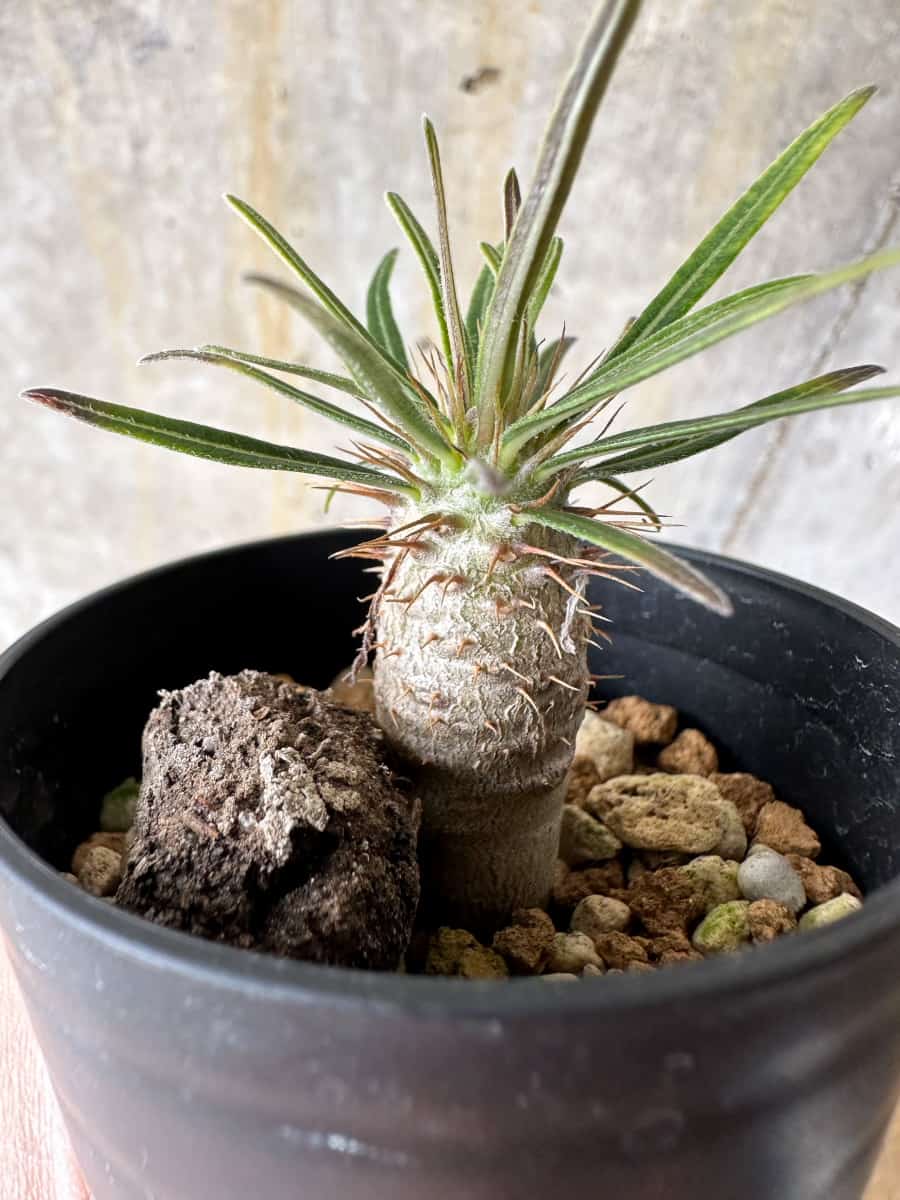 現品限り】パキポディウム・グラキリス【C3】 Pachypodium gracilius