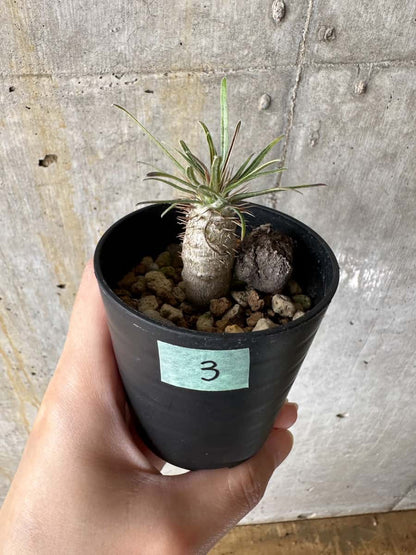 【現品限り】パキポディウム・グラキリス【C3】 Pachypodium gracilius