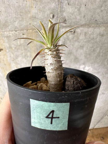 【現品限り】パキポディウム・グラキリス【C4】 Pachypodium gracilius